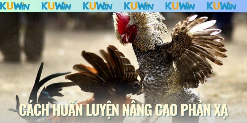 Cách huấn luyện nâng cao phản xạ