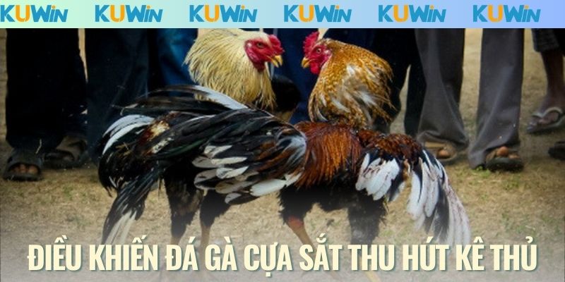 Điều khiến đá gà cựa sắt tại thu hút kê thủ