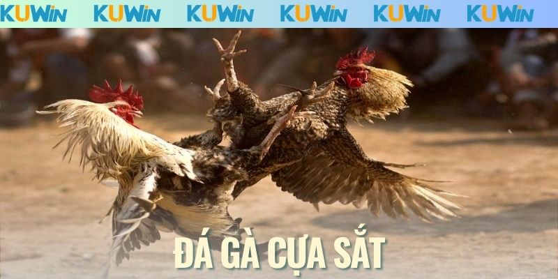 Đá Gà Cựa Sắt
