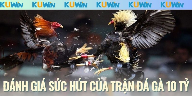 Đánh giá sức hút của trận đá gà 10 tỷ