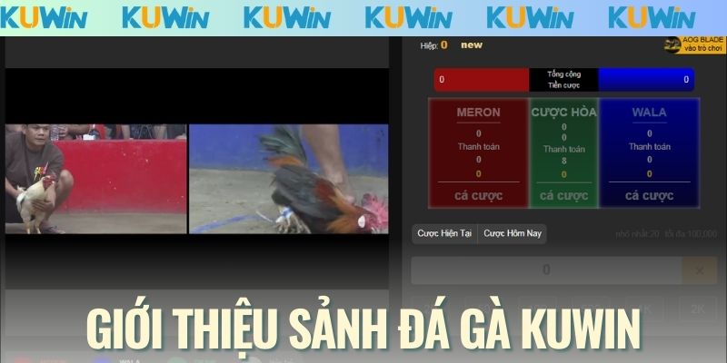 Giới thiệu sảnh đá gà KUWIN