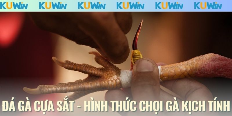 Đá gà cựa sắt - Hình thức chọi gà đầy kịch tính