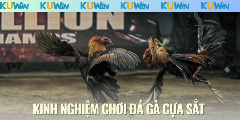 Kinh nghiệm chơi đá gà cựa sắt