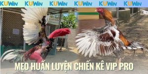 Mẹo Huấn Luyện Chiến Kê