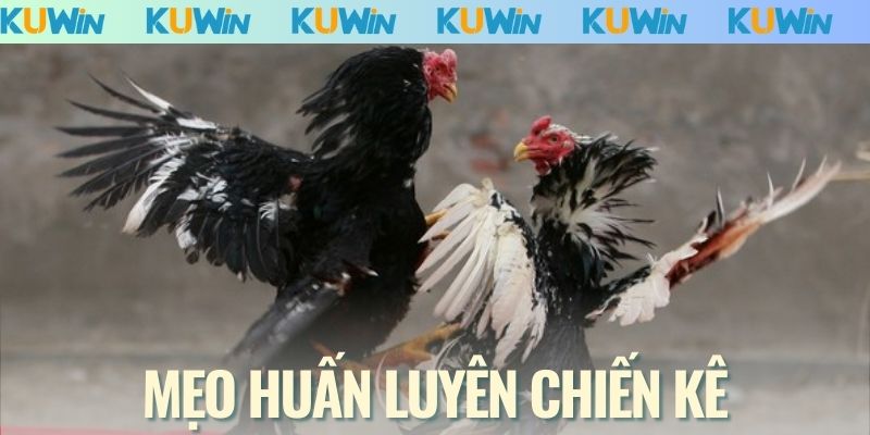 Mẹo huấn luyện chiến kê vip pro