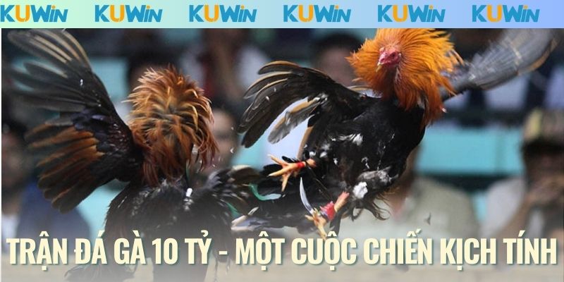 Trận đá gà 10 tỷ - Một cuộc chiến đầy kịch tính